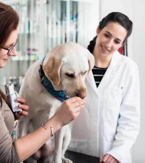 veterinary-pharmacist-diploma